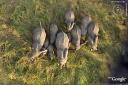 elefantes-africanos.jpg